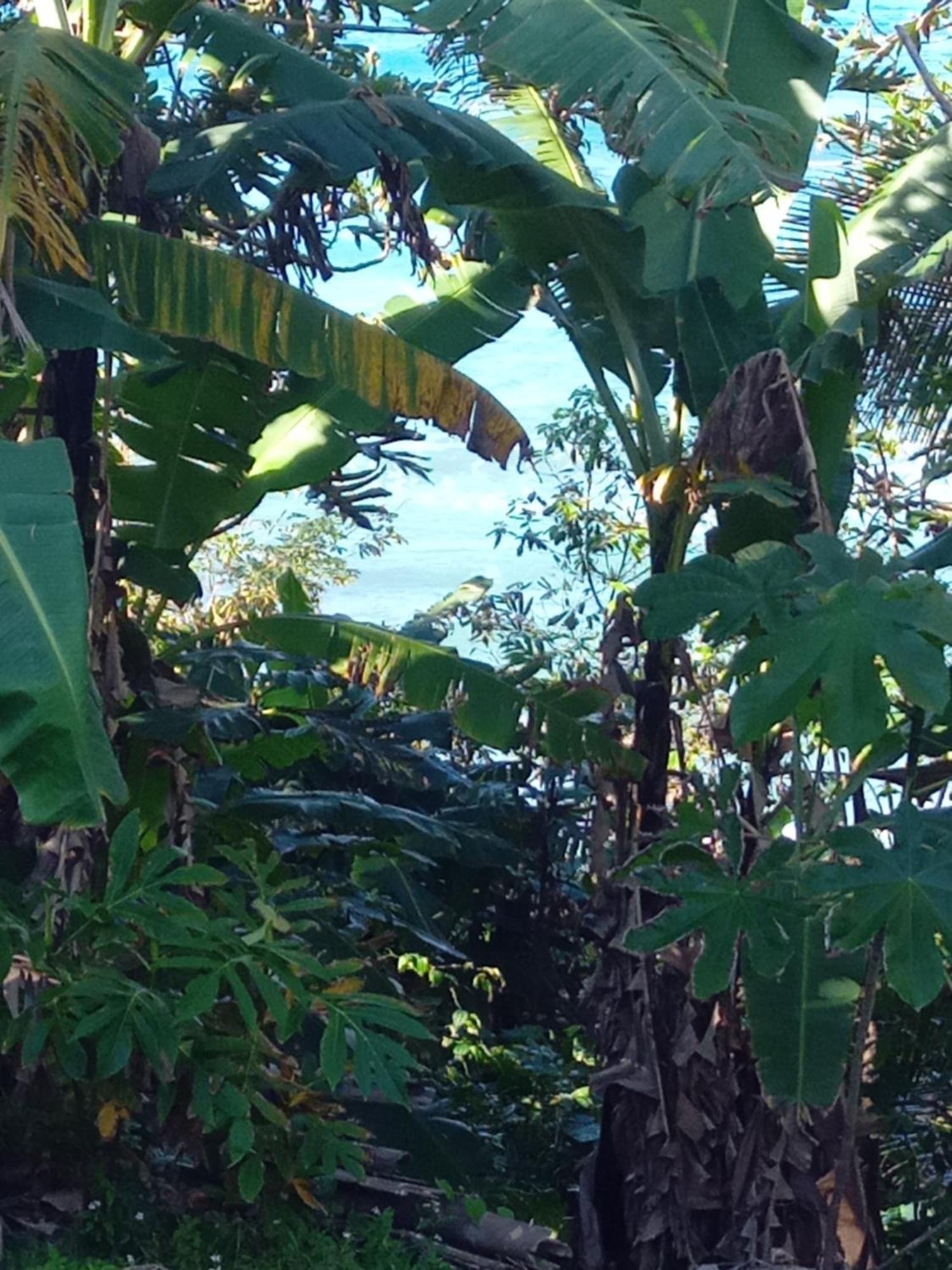 Barracuda Beach Hotel Port Antonio Buitenkant foto